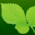 NEC