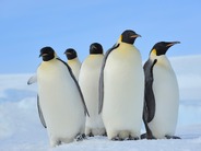 「Linux」初心者が最初に学ぶべきコマンド5選