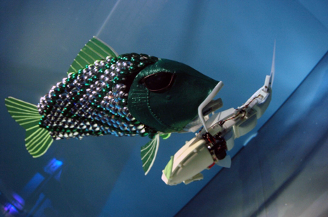 　こちらはHu教授のチームが開発した別の魚型ロボット。水族館のLondon Aquariumで展示されていた。スペインの港に放されるロボットは目下、開発中だ。

　魚が動く様子はこちらで見られる。