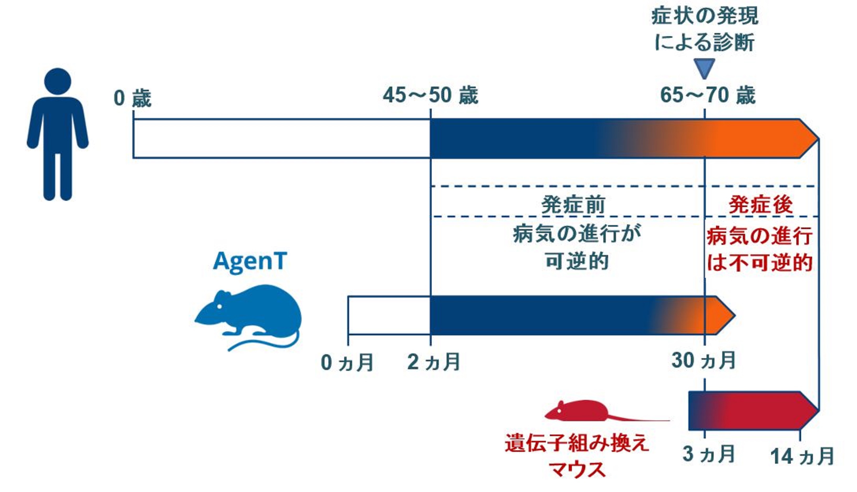 アルツハイマー病との闘いに革命をもたらす動物モデル Zdnet Japan