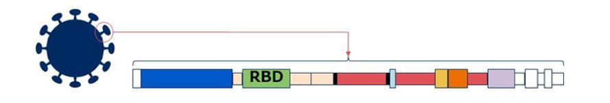 ウイルス表面にあるスパイクタンパク質のRBD