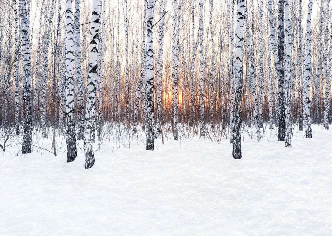 白樺林の夕暮れ