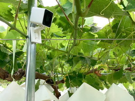 JAフルーツ山梨、農作物の盗難対策の実証実験にクラウドカメラサービスを活用