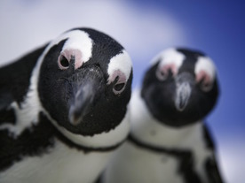 「Linuxカーネル6.17」がリリース--パフォーマンスやハードウェア対応など強化