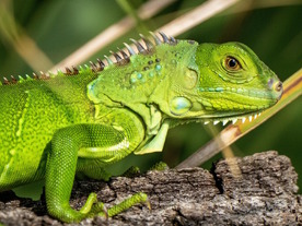 「SUSE Linux Enterprise 16」が正式リリース--AI対応とデジタル主権で企業ITを刷新