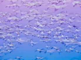 ゲーム性能が大幅に向上した「Wine 11」--ゲーマーの「Linux」への移行が進む可能性も