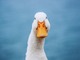 「Duck.ai」が急成長--プライバシー最優先のチャットボットが人気の理由